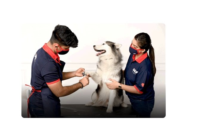 Veterinary Services at Zigly