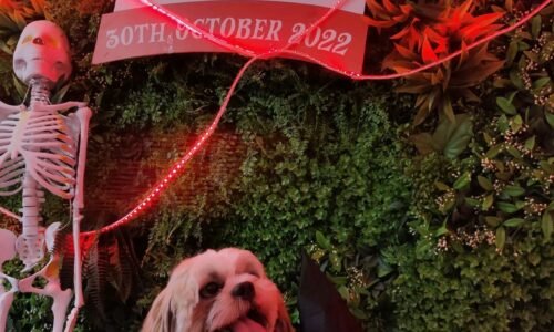 Zigly’s Halloween Carnival returns, levels up spooky fun for paw buddies at its Delhi NCR stores