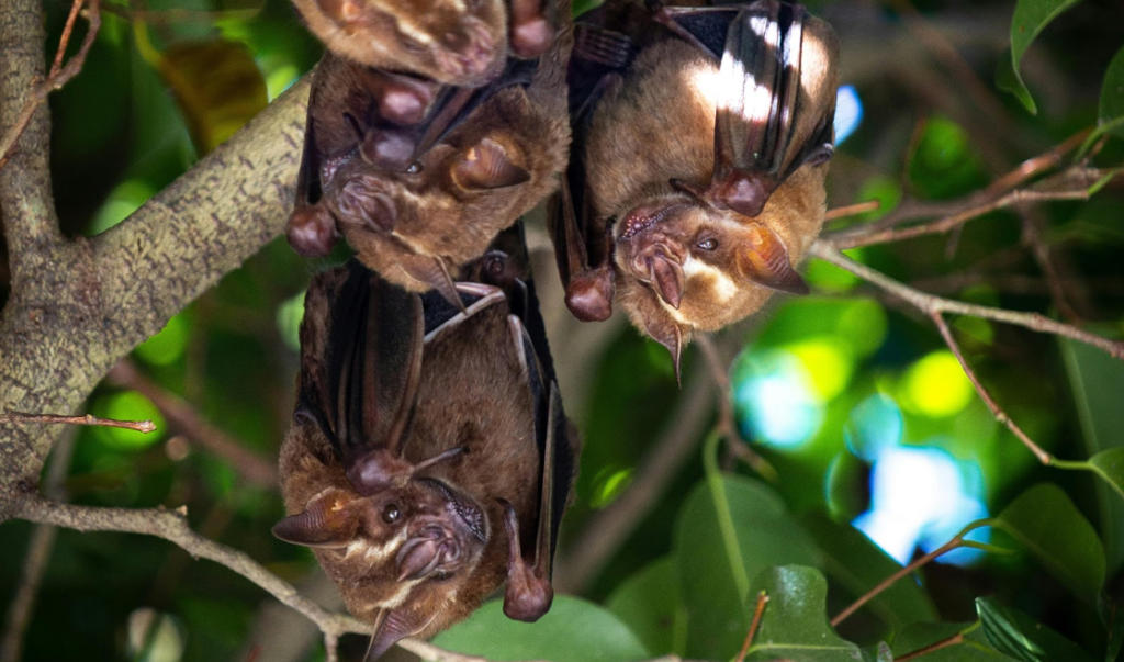 The Enigmatic World of Bats